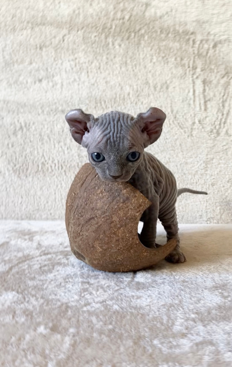 котенок с кокосом