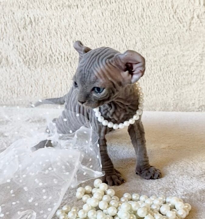 котенко эльф в бусах