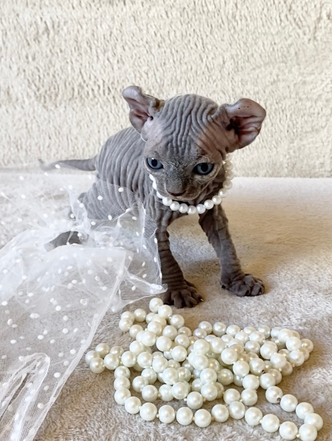 котенко с жемчугом