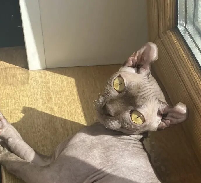 кошка сфинкс загорает
