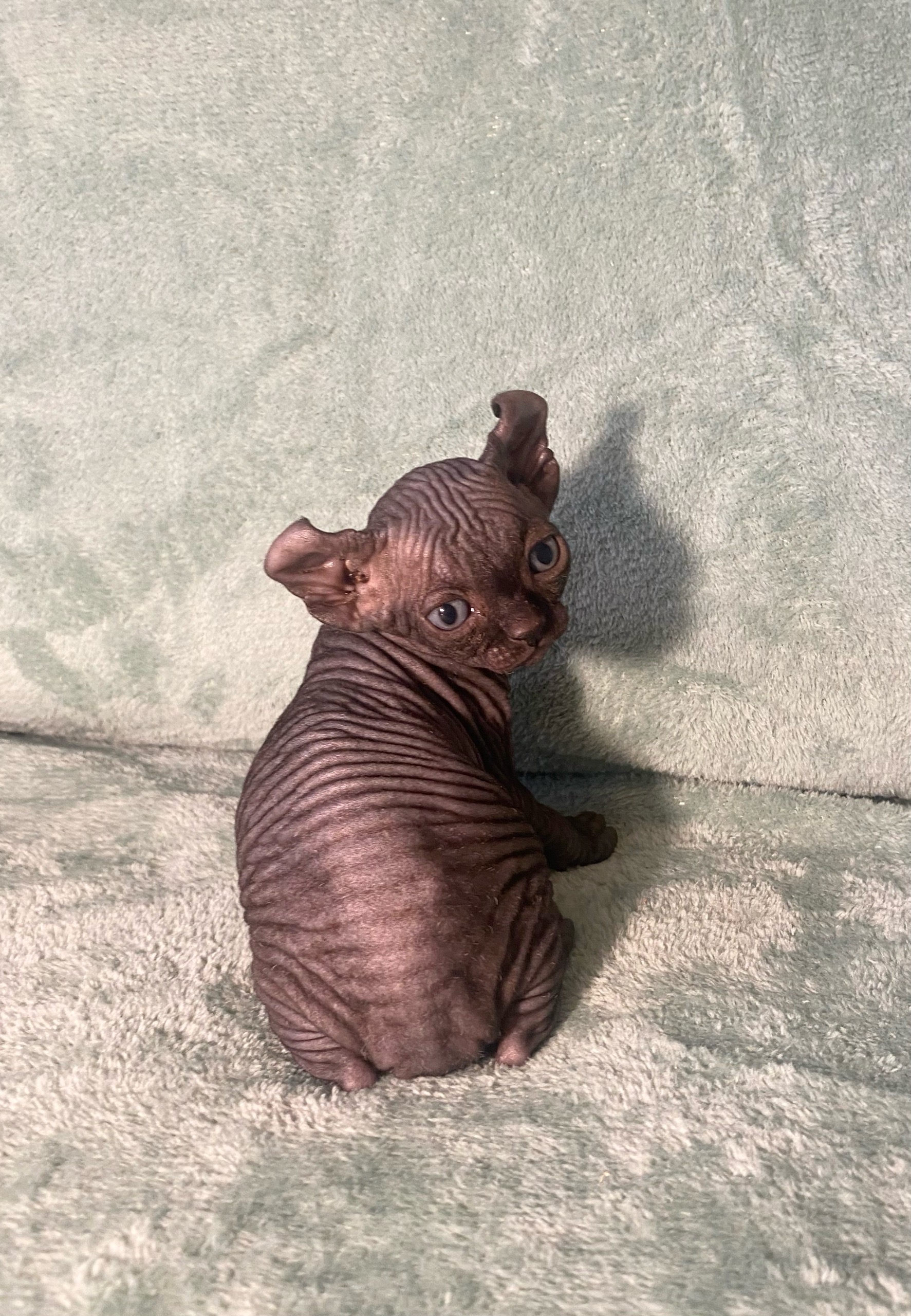 черный котенок эльф
